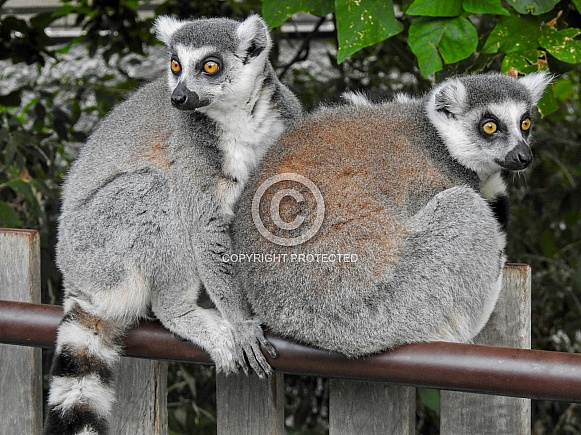 Ring-tailed Lemur