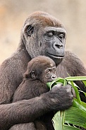 Mother and baby Lowland Gorilla