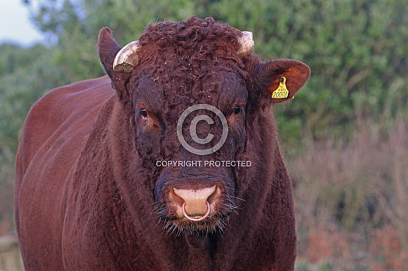 Bull portrait