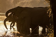 Elephant in the water during sunrise. Silhouette