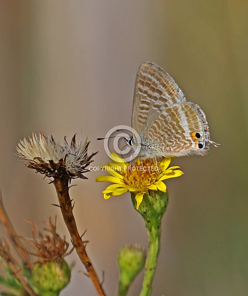 Long tailed Blue