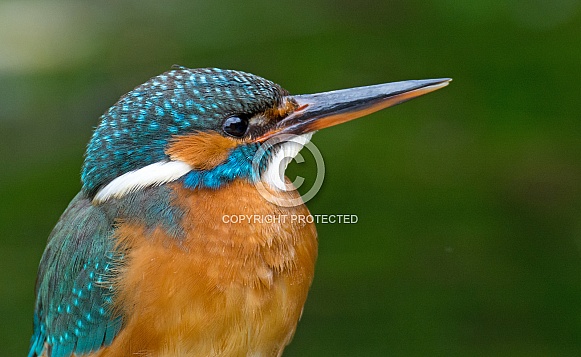 Kingfisher Kingfisher