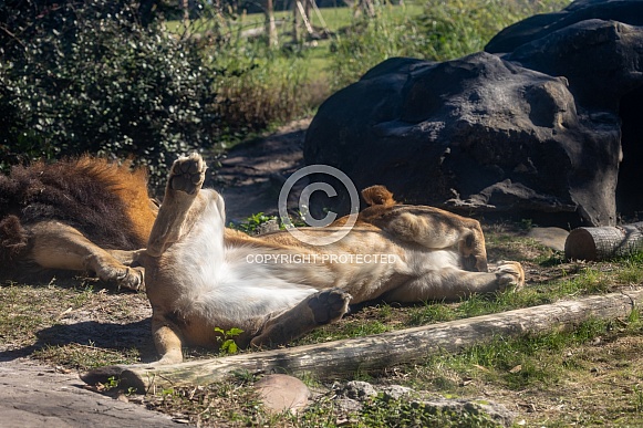 Female African Lions