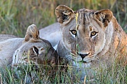 Lioness lazy in the afternoon sun