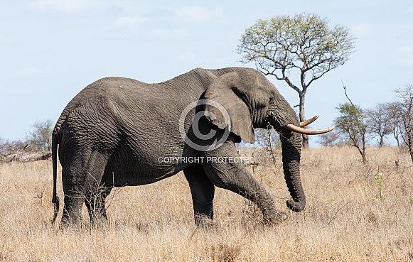 African Elephant