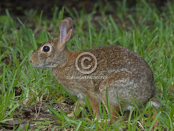 Marsh Rabbit