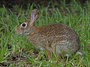 Marsh Rabbit