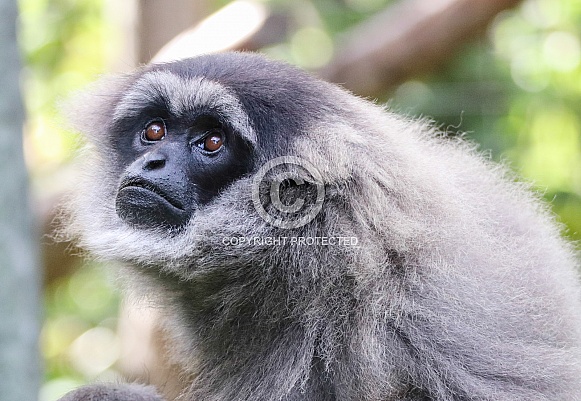 Silvery Gibbon Silvery Gibbon