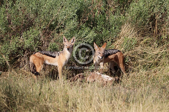 Two black backed jackals