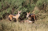 Two black backed jackals