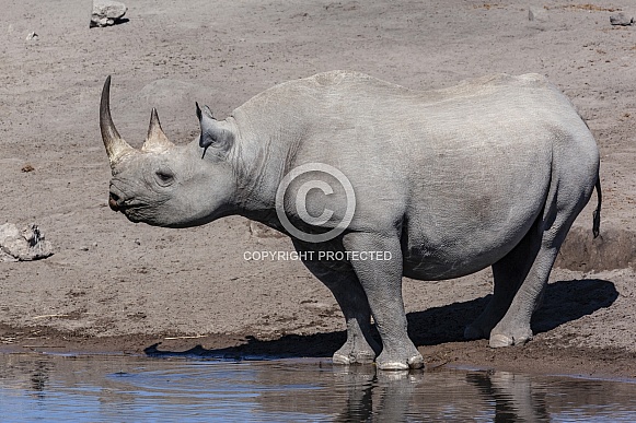 Black Rhinoceros - Etosha National Park - Namibia Black Rhinoceros - Etosha National Park - Namibia