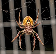 Large female Tropical orb weaver spider (Eriophora ravilla) in her web