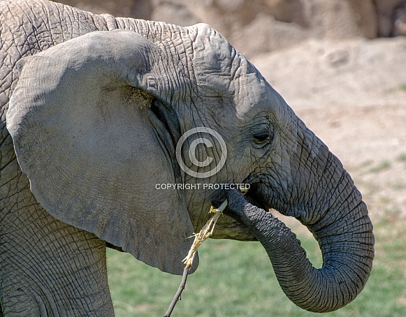Elephant Calf - 4 Years Old