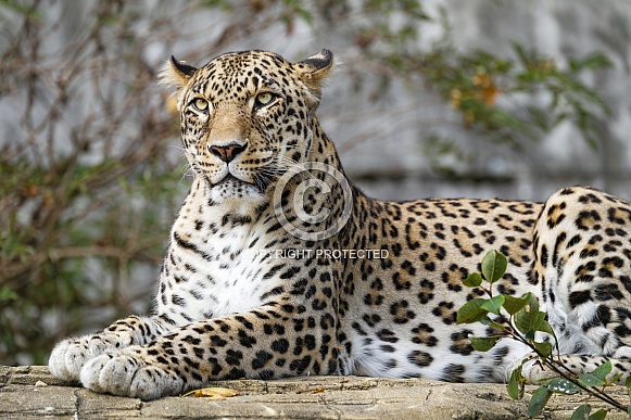 Leopard posing