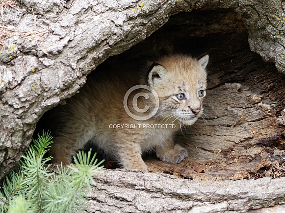 Siberian lynx kitten