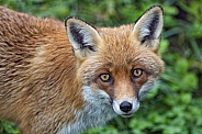 Red Fox