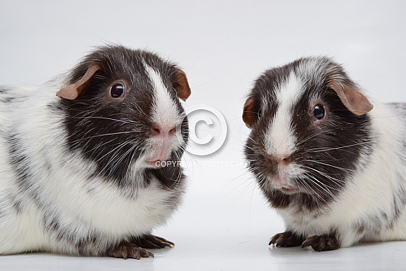 Dalmatian guinea pig
