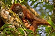 Sumatran orangutan in the nature habitat