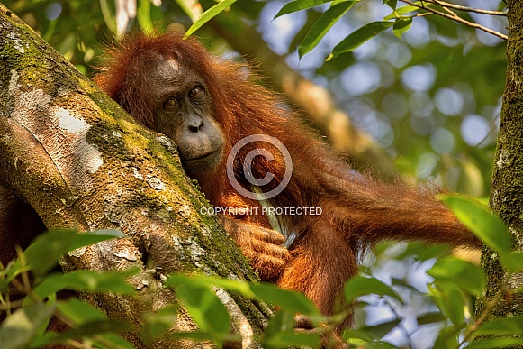 Sumatran orangutan in the nature habitat