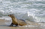 California Seal lion