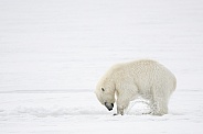 Polar Bear