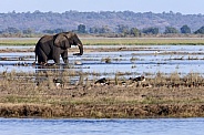 African Elephant - Chobe River - Botswana