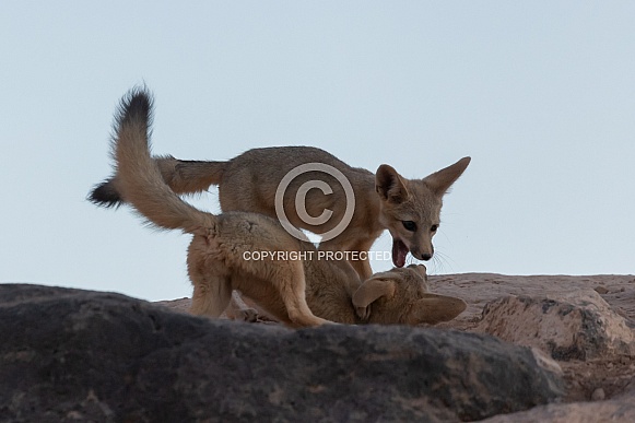 Kit Fox, Vulpes macrotis Kit Fox, Vulpes macrotis