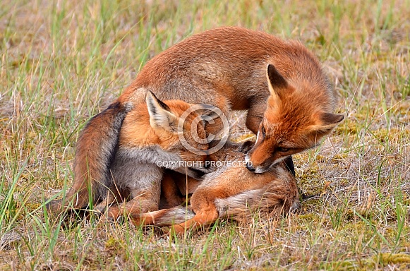 Foxes Foxes