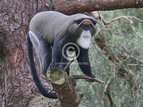 De Brazza's Monkey