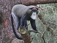 De Brazza's Monkey