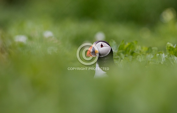 Puffin the birds from the arctic.