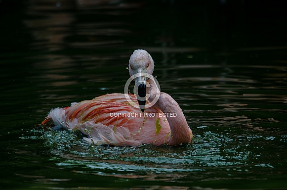 Great flamingo Great flamingo