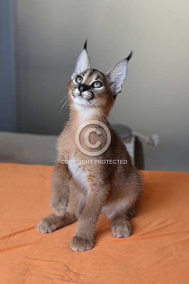 Young Caracal