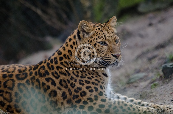 Leopard