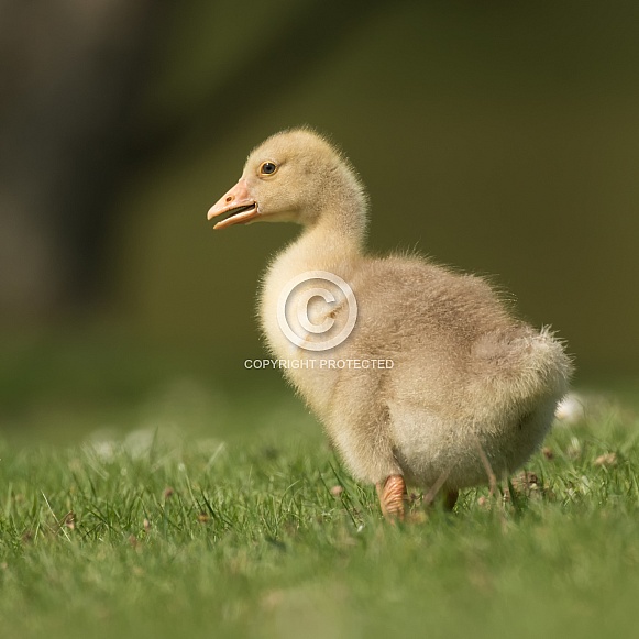 Gosling
