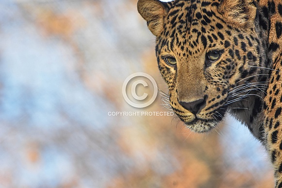 african leopard cub