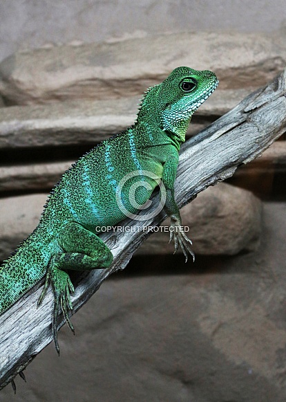 Chinese Water Dragon Lizard