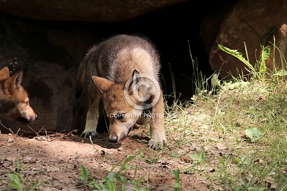 Wolf and Wolf Pups