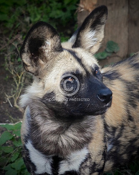 African Wild Dog African Wild Dog
