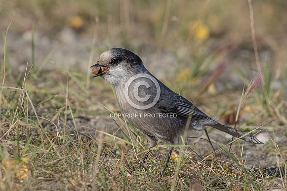 Gray Jay Eating Dog Food Gray Jay Eating Dog Food