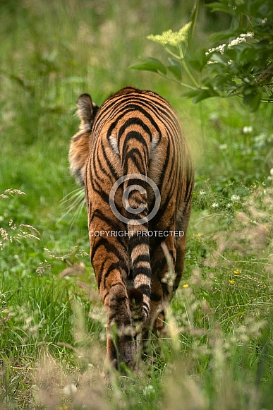 Sumatran Tiger Walking Away Stripes