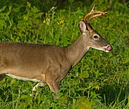 White tail deer