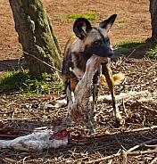 African Wild Dog (Lycaon pictus)