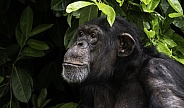 Chimpanzee Looking Up With Natural Leaves Around Her