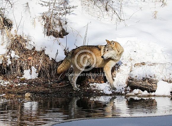 Tundra Wolf at pond Tundra Wolf at pond