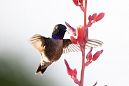Black Chinned Hummingbird, Archilochus alexandri