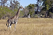 Giraffe - Savuti - Botswana