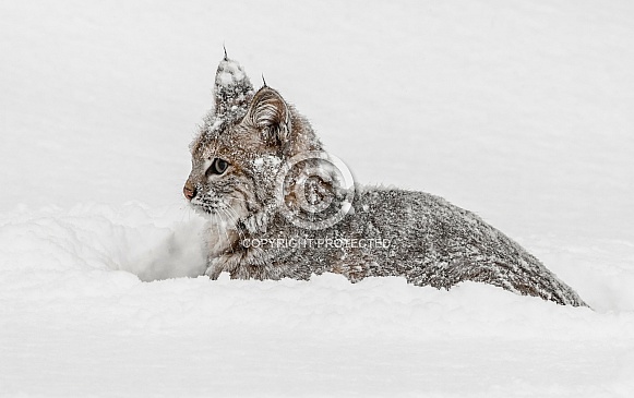Bobcat