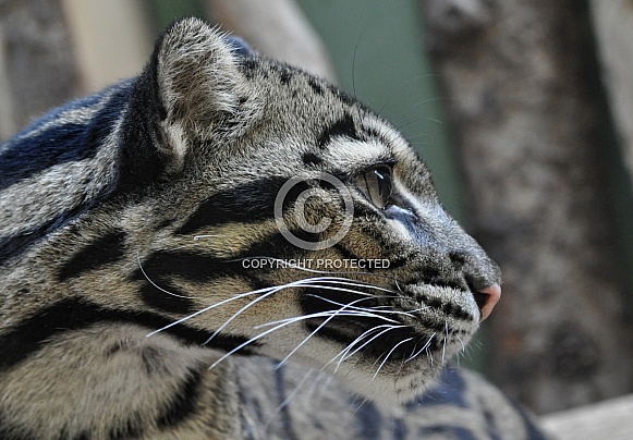 Clouded Leopard