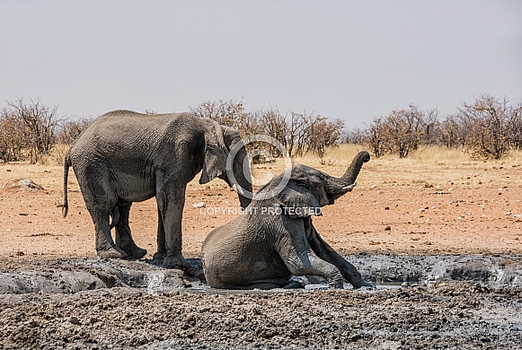 Elephant Mud Bath